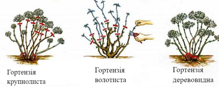 Обрізання різного виду гортензій